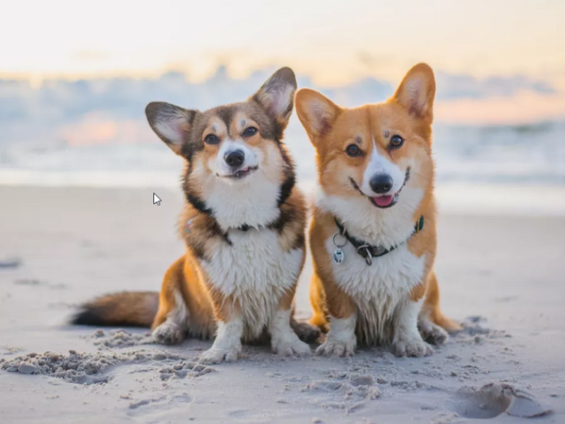 Corgi