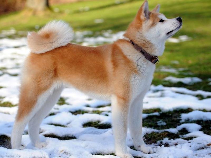 akita