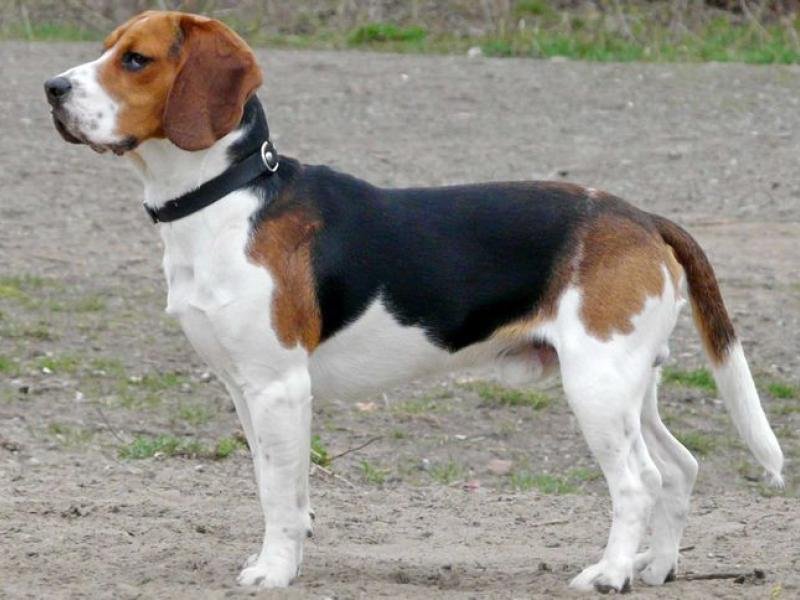 beagle