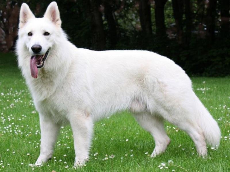 blanc suisse