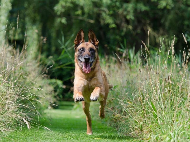 malinois