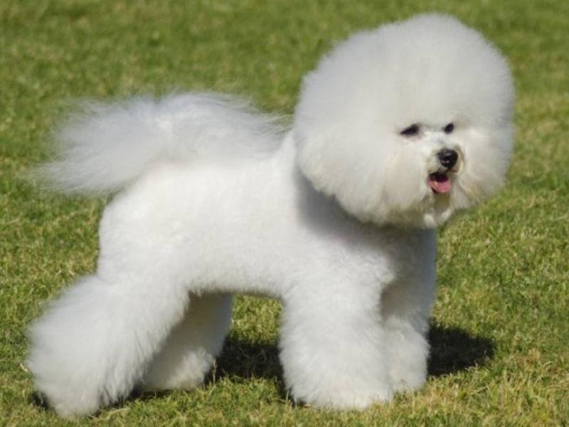 bichon frisé