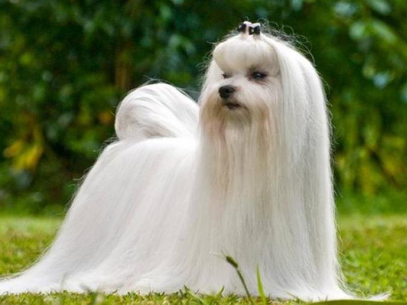 bichon maltais