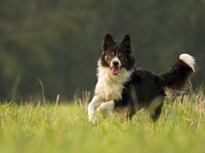 Le Border collie