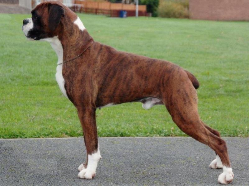 boxer
