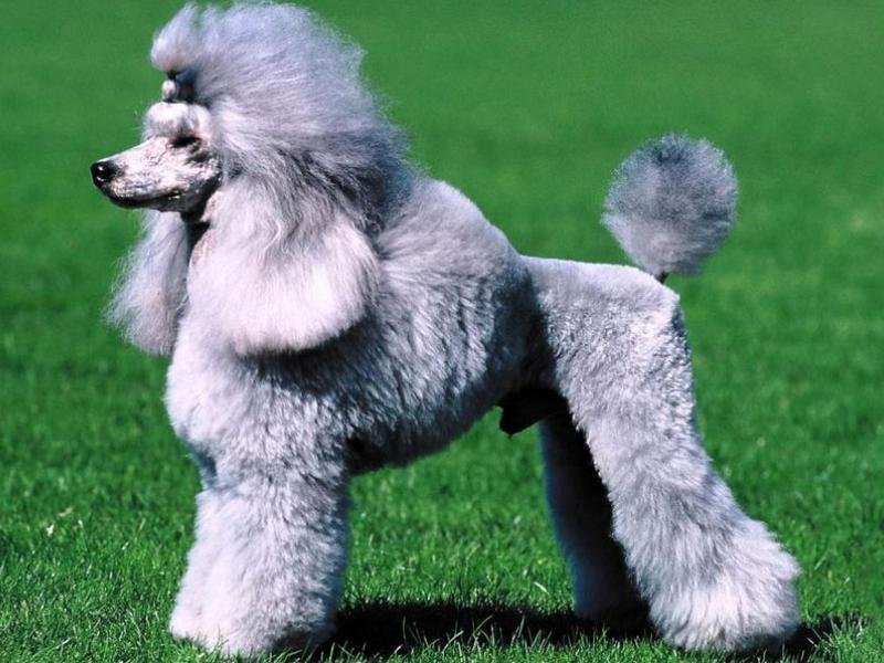 caniche