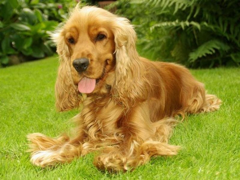 Cocker Spaniel Anglais