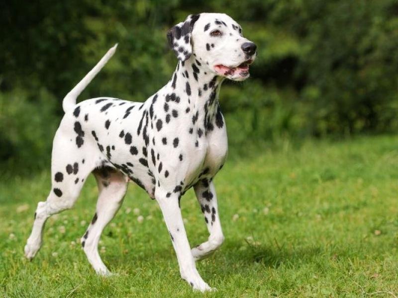 dalmatien