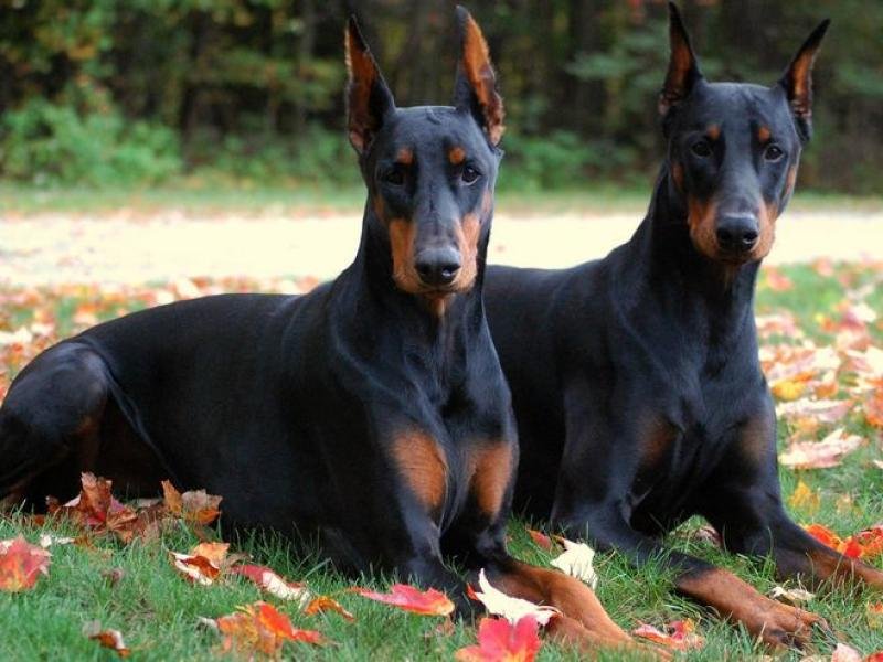 dobermann