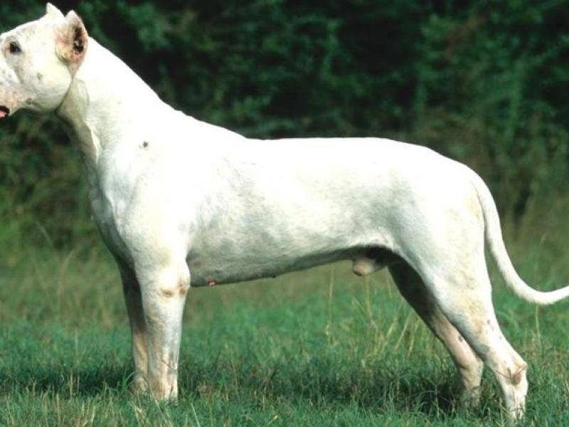 dogue