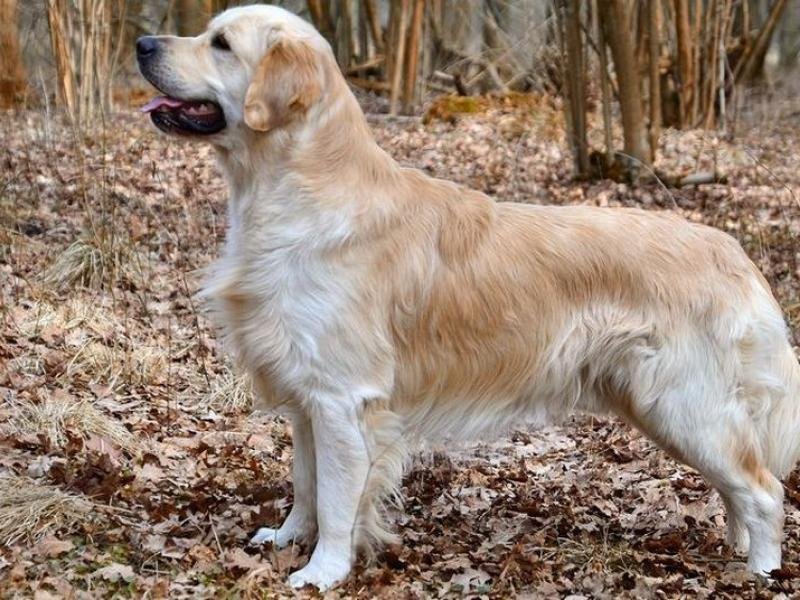 golden retriever