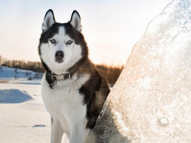 husky