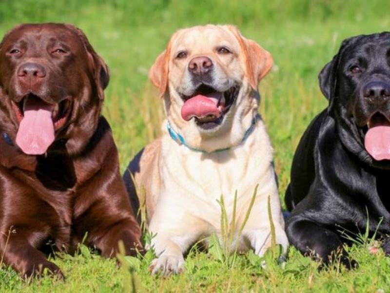 labrador