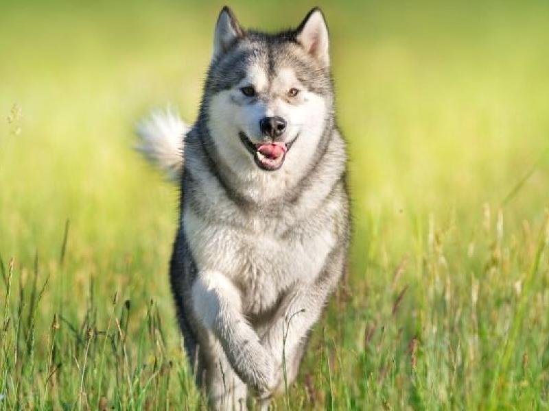 Malamute