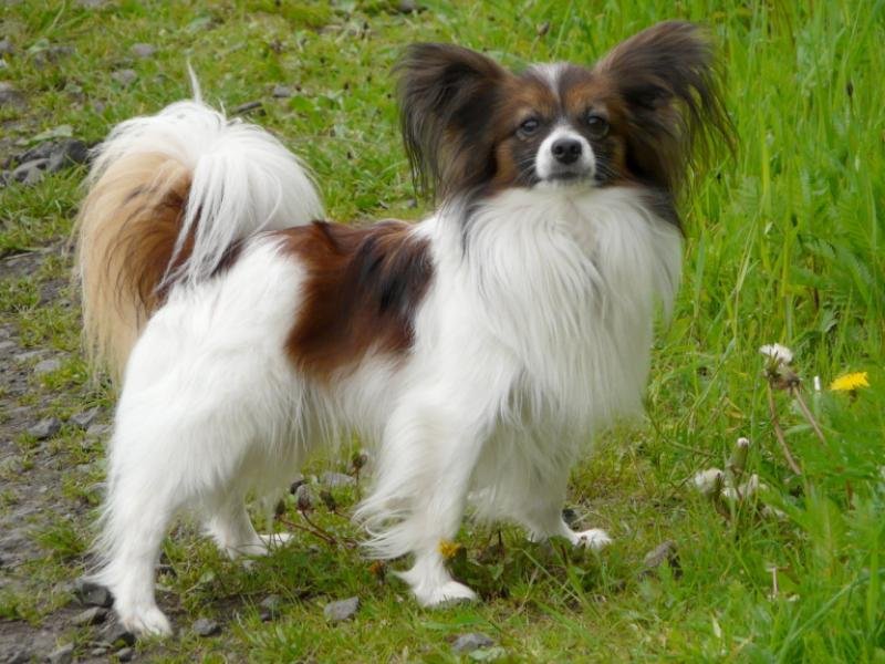 papillon