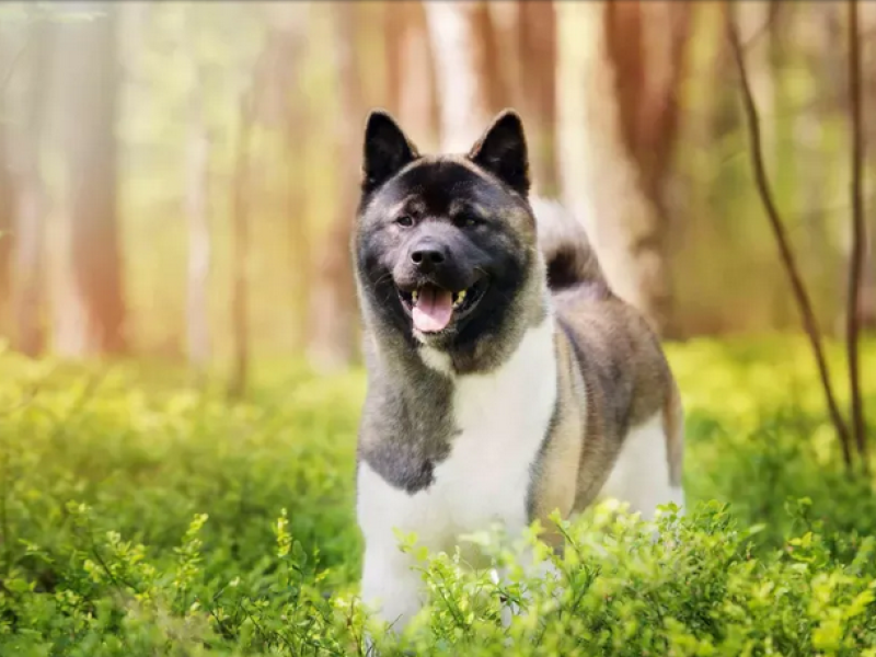 Akita américain