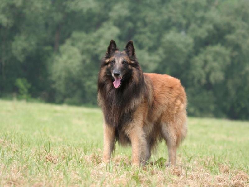 berger-belge-tervueren