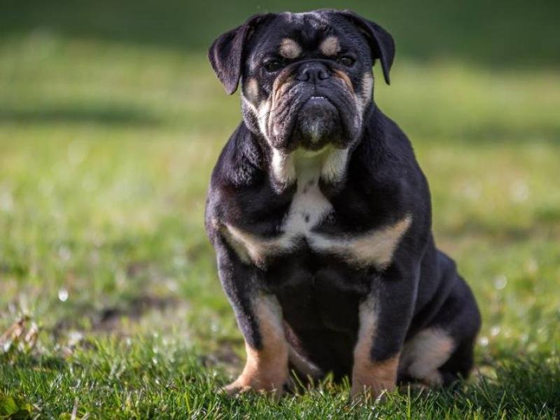 bouledogue-anglais