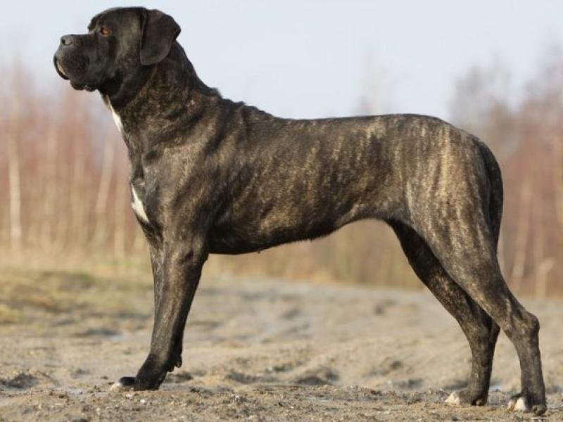 cane corso