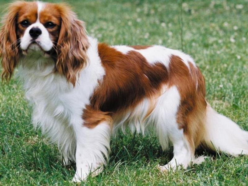 cavalier-king-charle