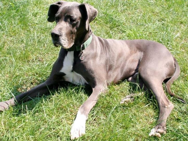 dogue-allemand-grand-danois