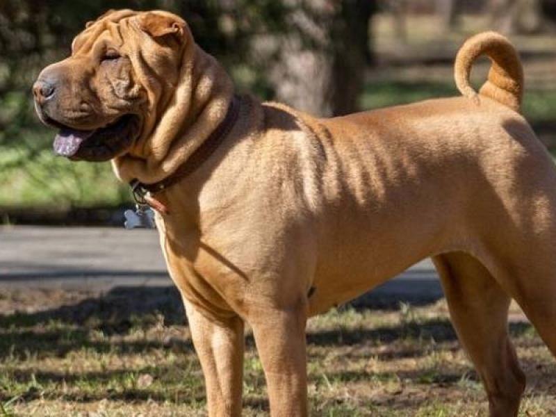 sharpei