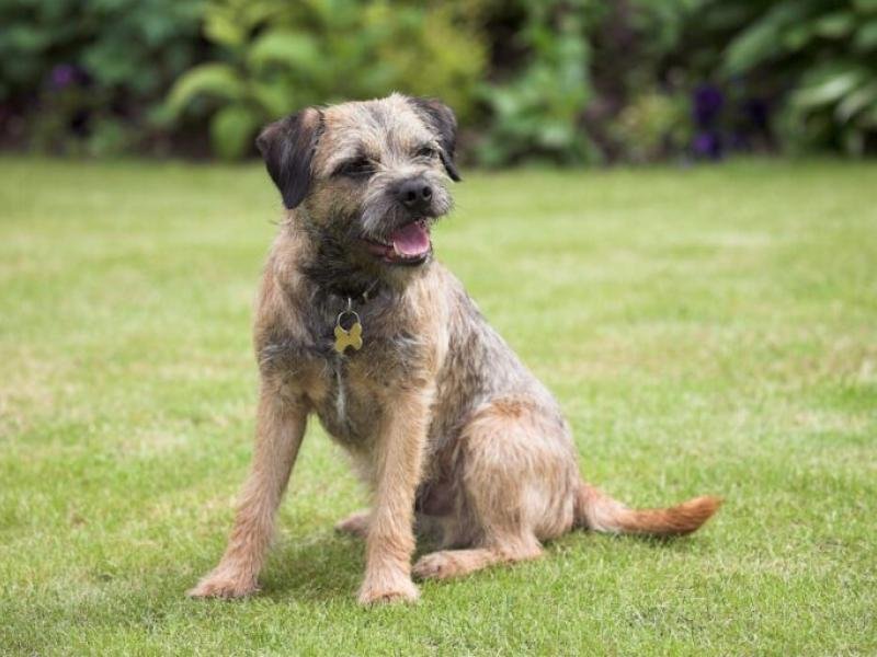 border-terrier