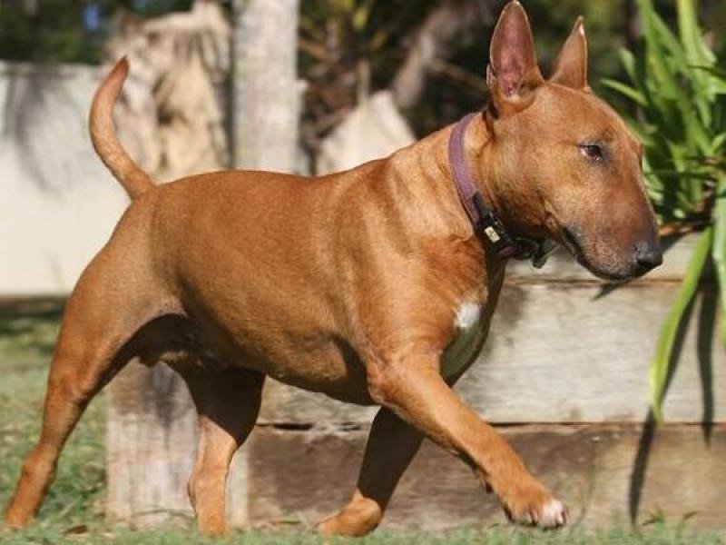 bull-terrier