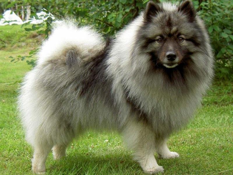 spitz-loup.jpg Alternative textuelle