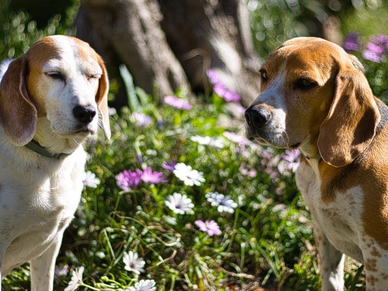 mes chiens