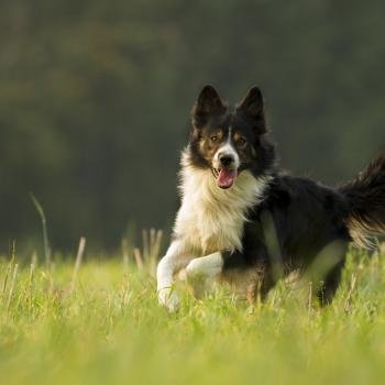 Le Border collie