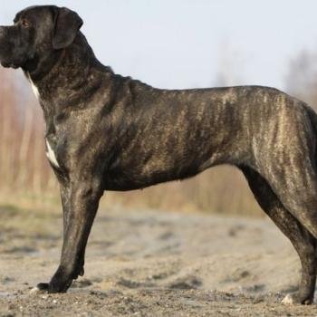 cane corso
