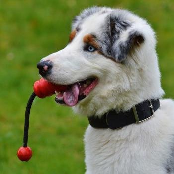 chiot