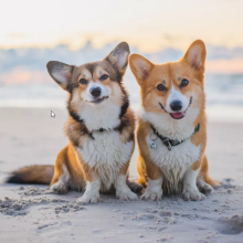 Corgi