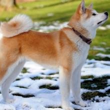 akita