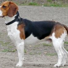 beagle