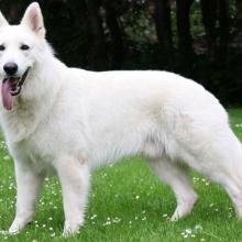 blanc suisse