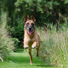 malinois