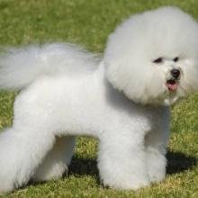 bichon frisé