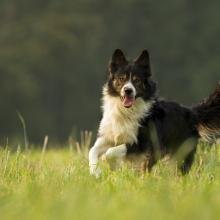 Le Border collie