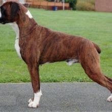boxer