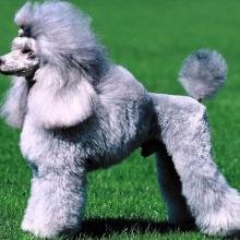 caniche