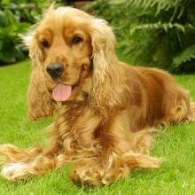 Cocker Spaniel Anglais