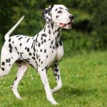 dalmatien