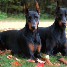 dobermann