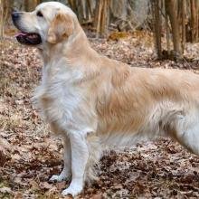 golden retriever