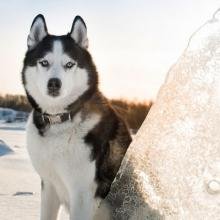 husky