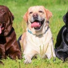labrador