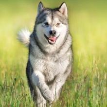 Malamute