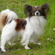 papillon